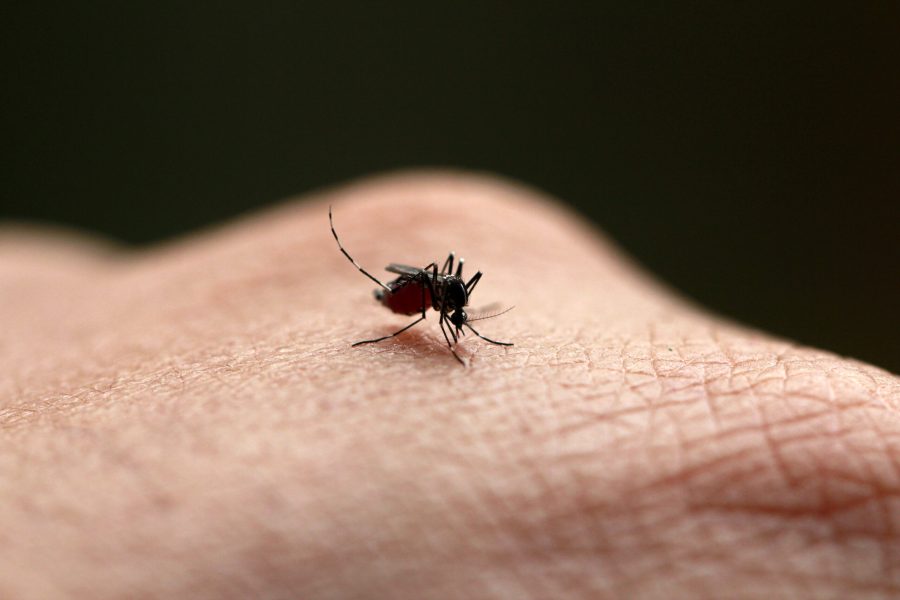 Dangerous Zica virus aedes aegypti mosquito on human skin ,Aedes aegypti Mosquito. Close up a Mosquito sucking human blood