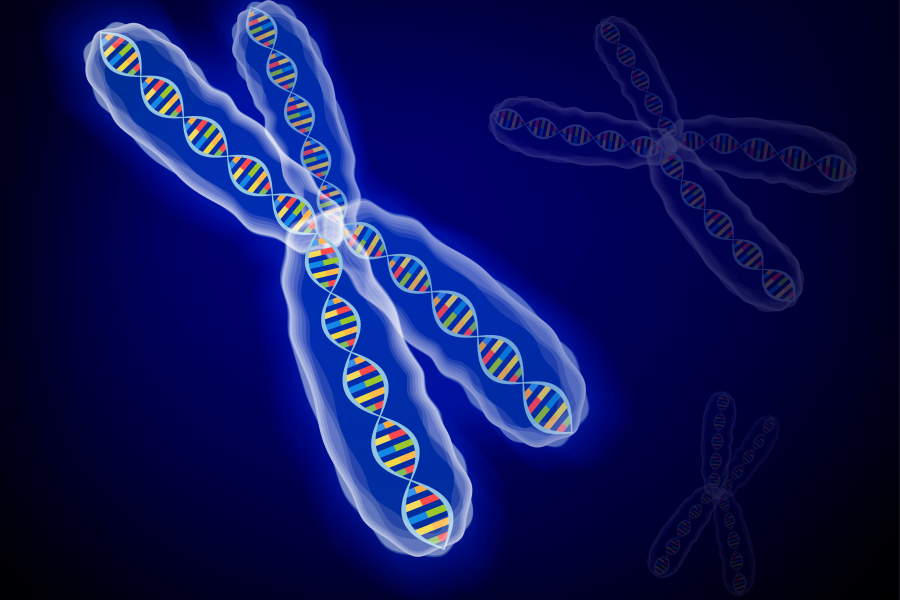 dna_chromosome