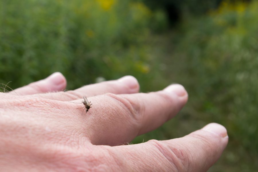 A female mosquito sitting on the surface of man’s back of outstretched hand with fingers spread and drinking blood on a green background of a blurred forest. Concept: animals - vectors of disease